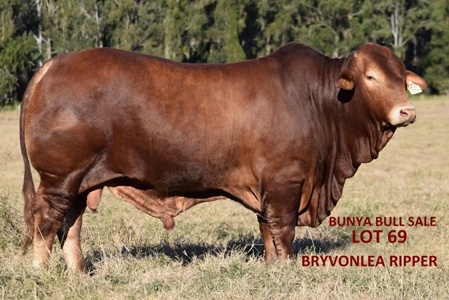 Bryvonlea Ripper